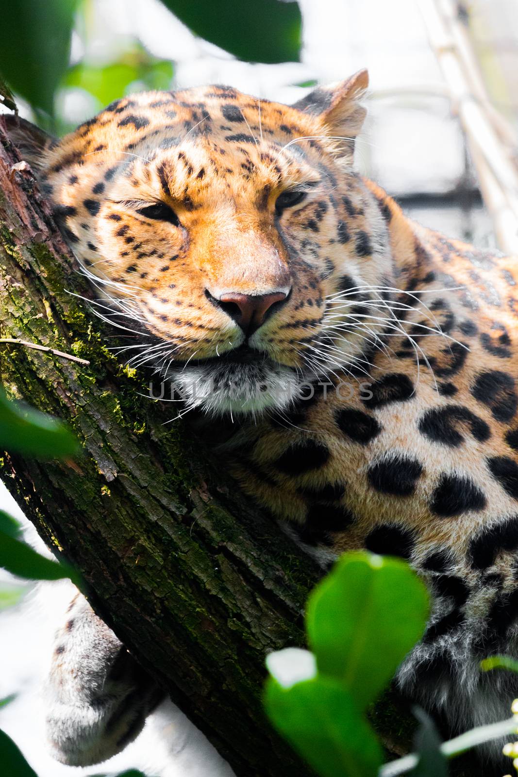 Sleeping leopard on a tree - wildlife concept