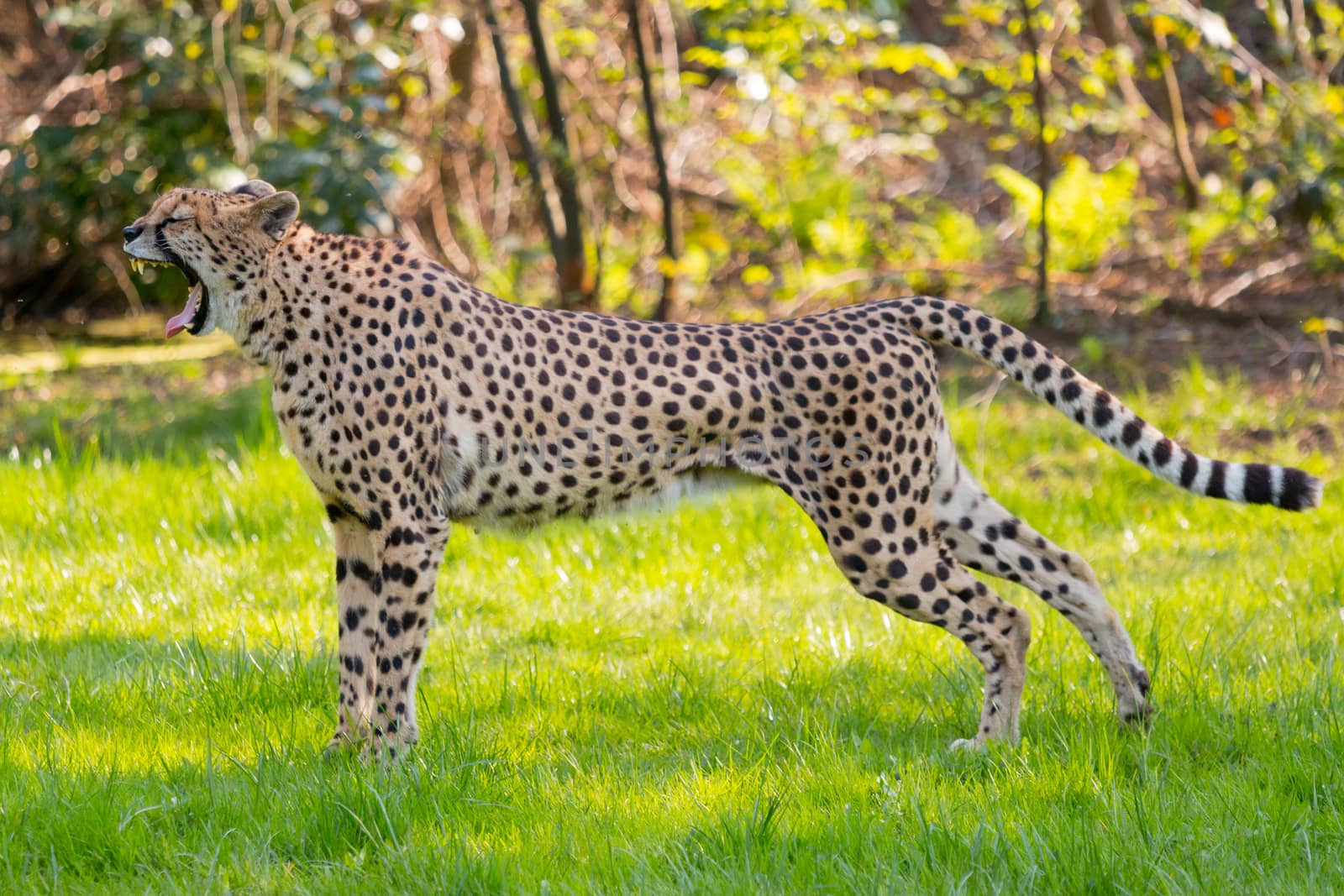 Yawning  Cheetah in the savannah - animal in wildlife 