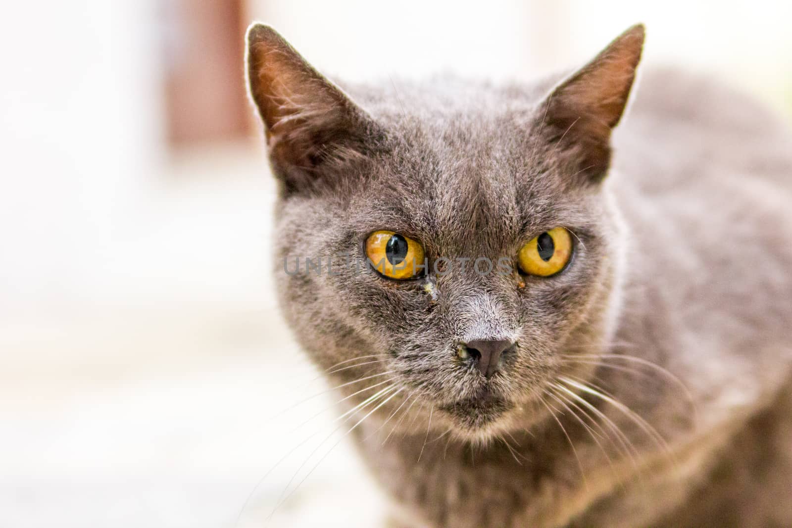 Close-up of a cat face