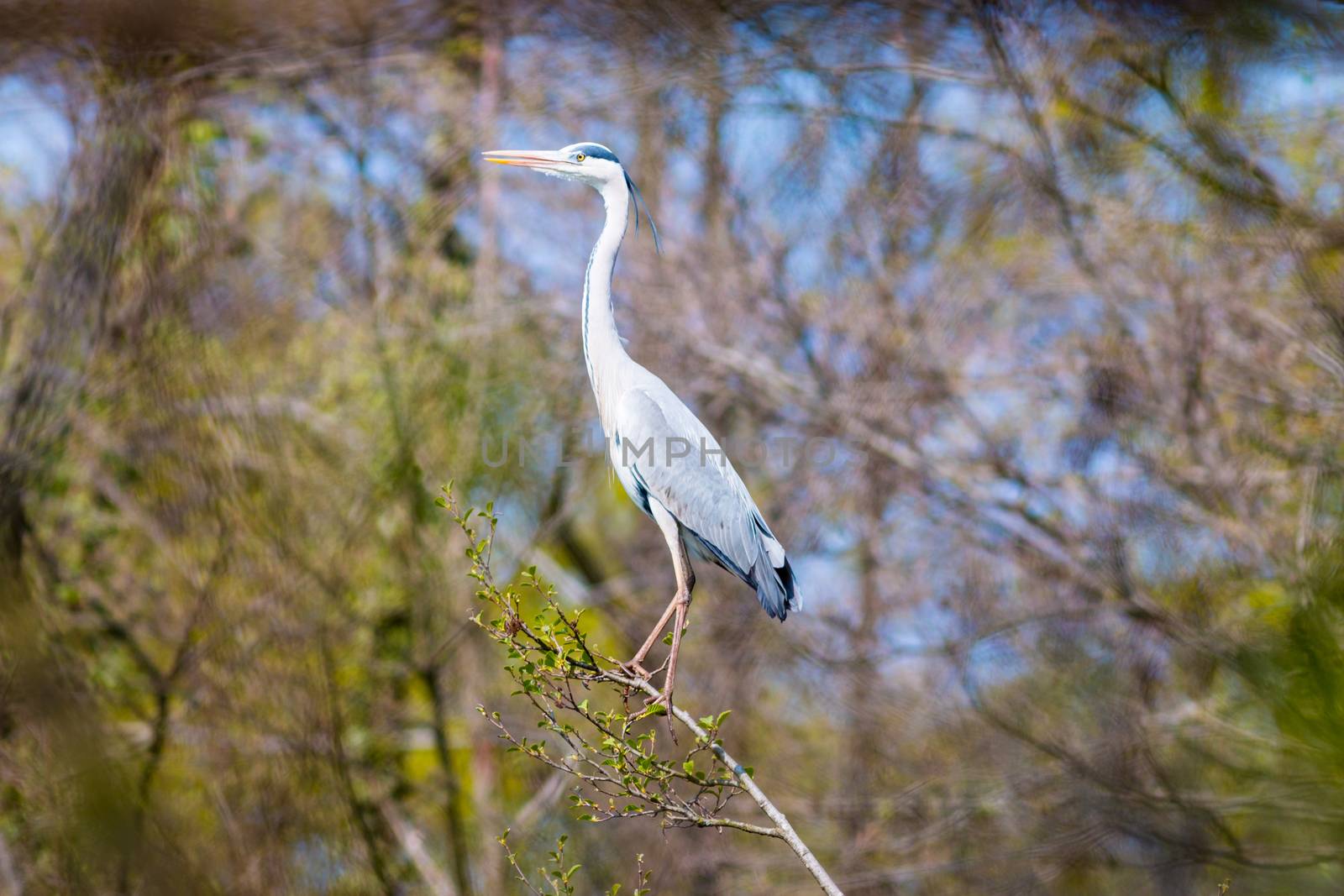 One heron stands on a tree branch