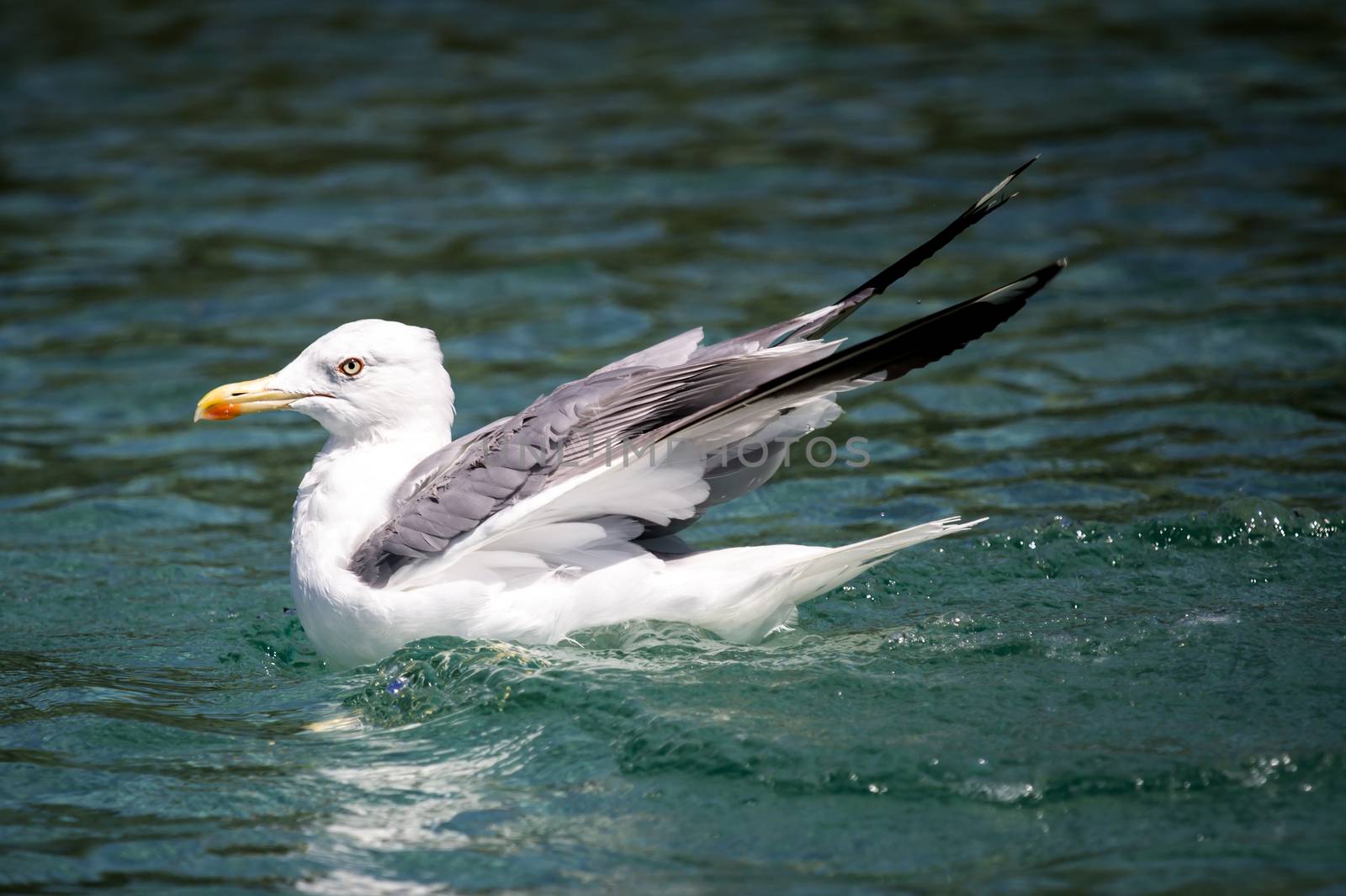 Seagull is swimming in the sea