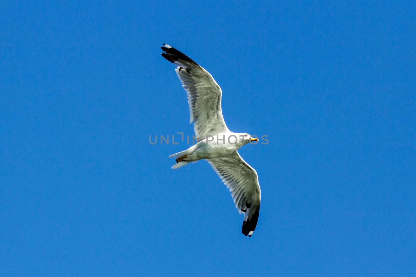 Flying seagull in the open sky