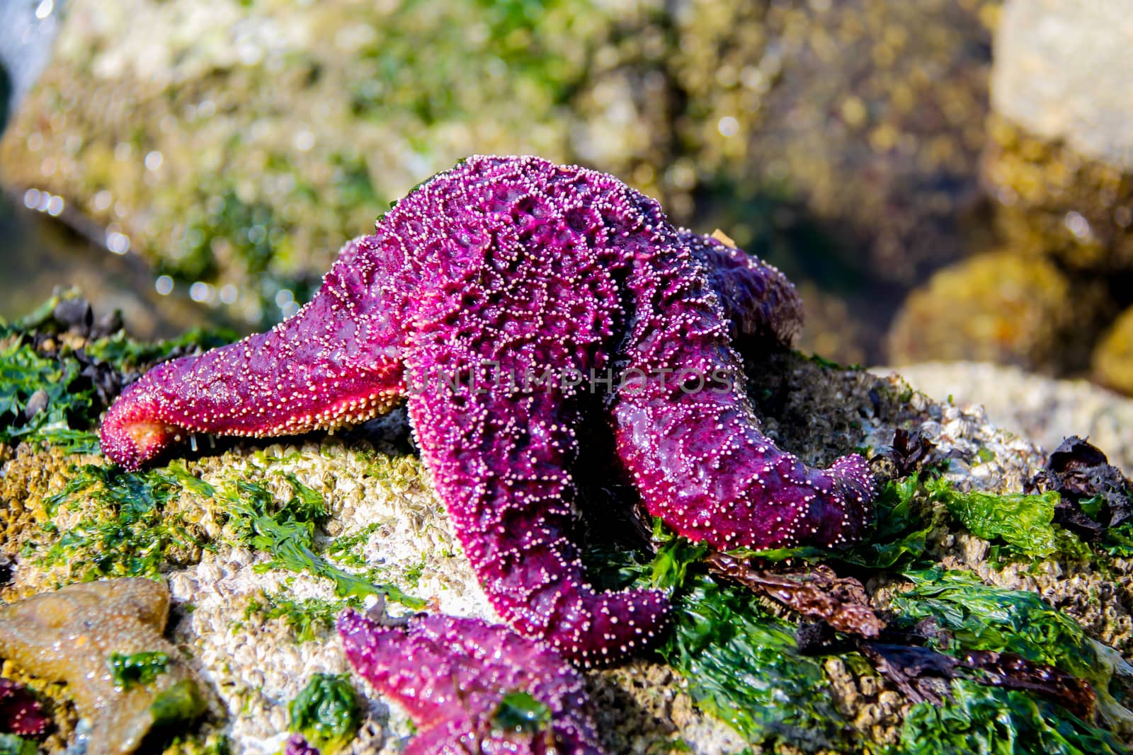 A pink starfish on a rock