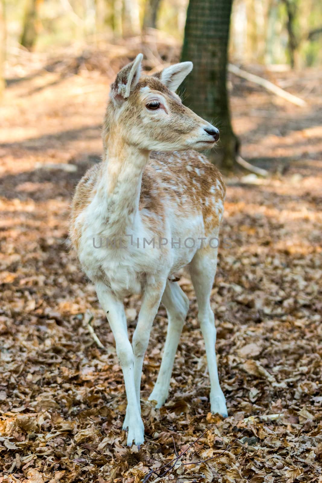 A little Fawn looking at the camera in the middle of the forest