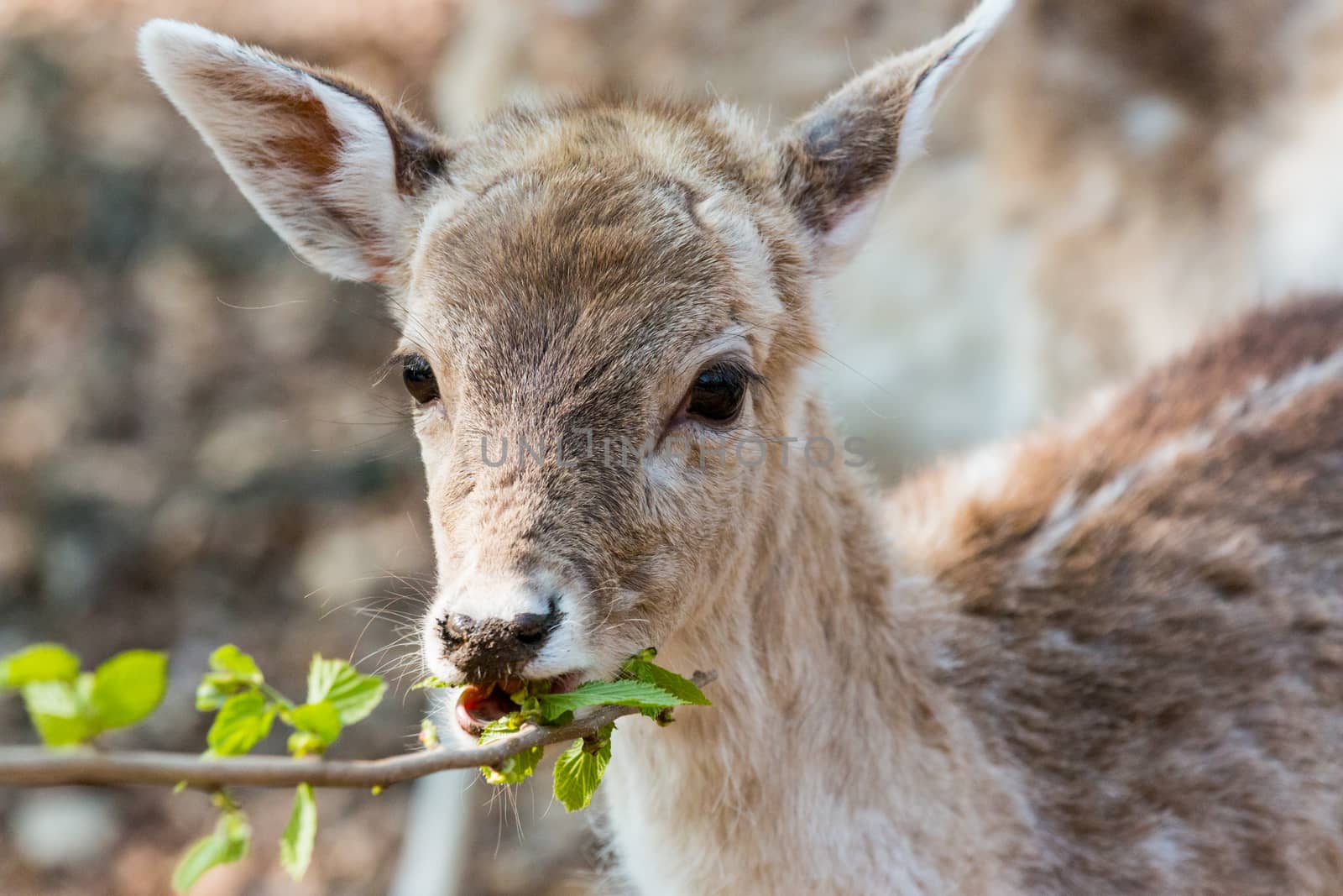 A little Fawn looking at the camera and eating leaves
