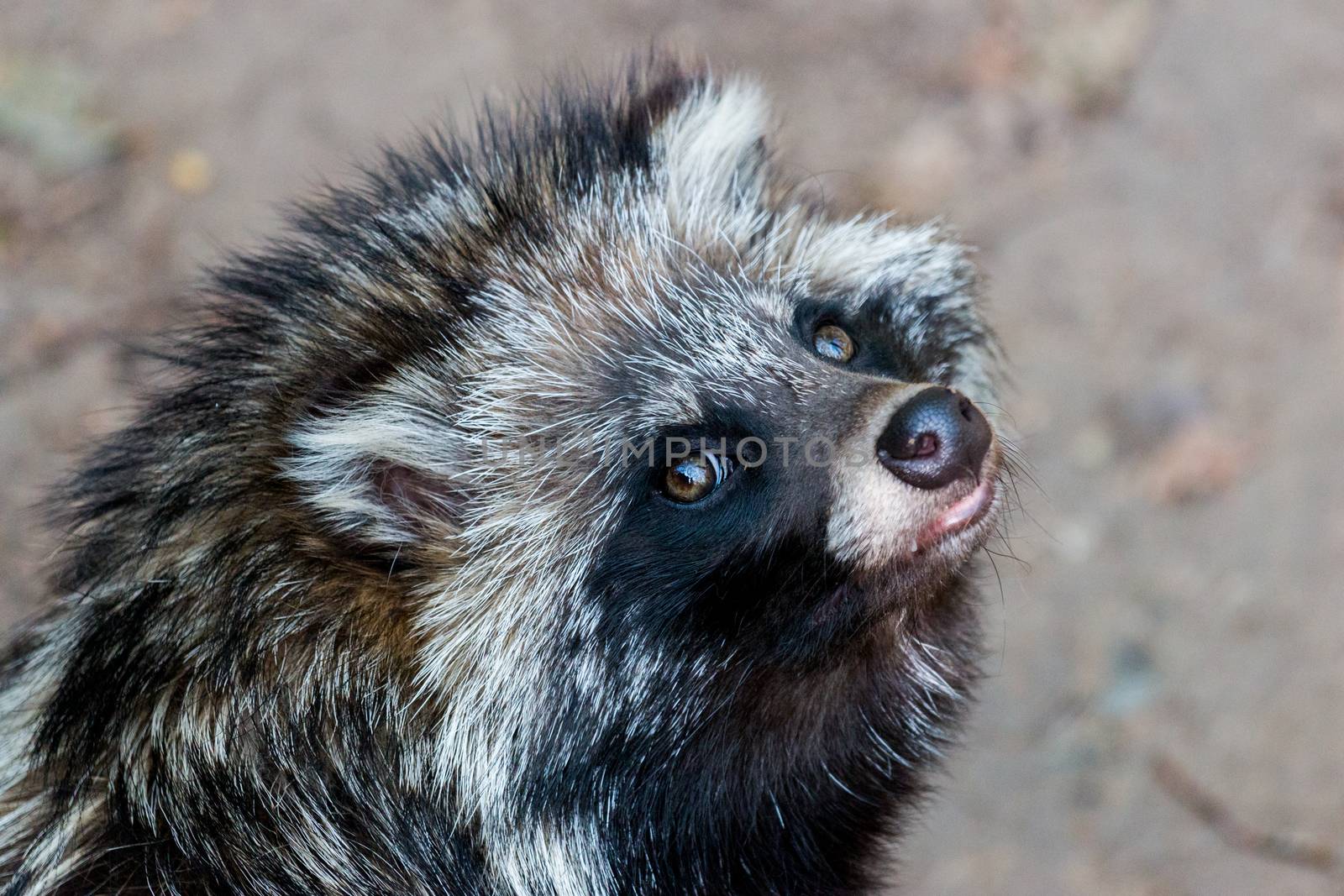 Racoon dog in a forest - wildlife