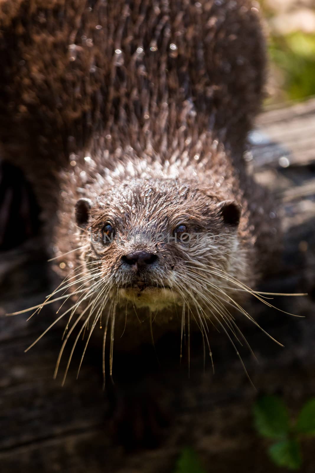 A curiou otter in the river