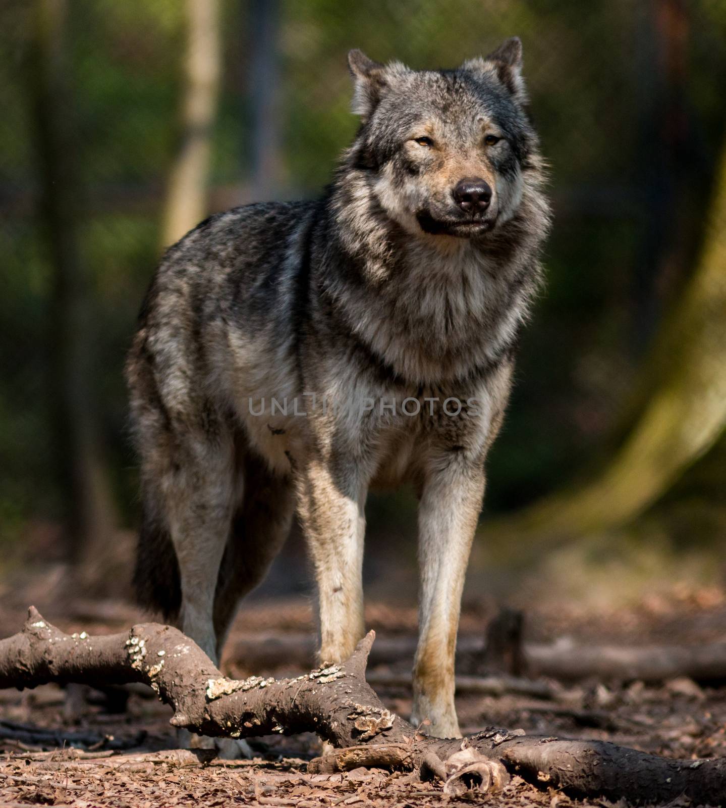 A Wolf stands  in the forest 