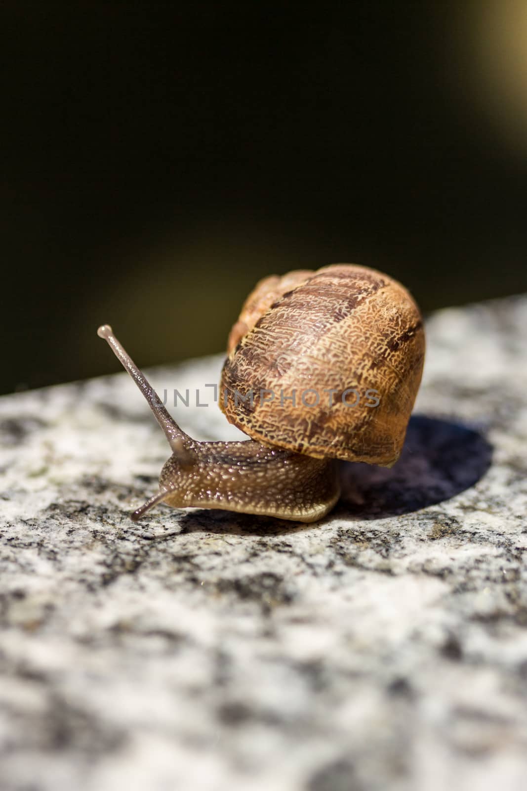 Snail macro on a background