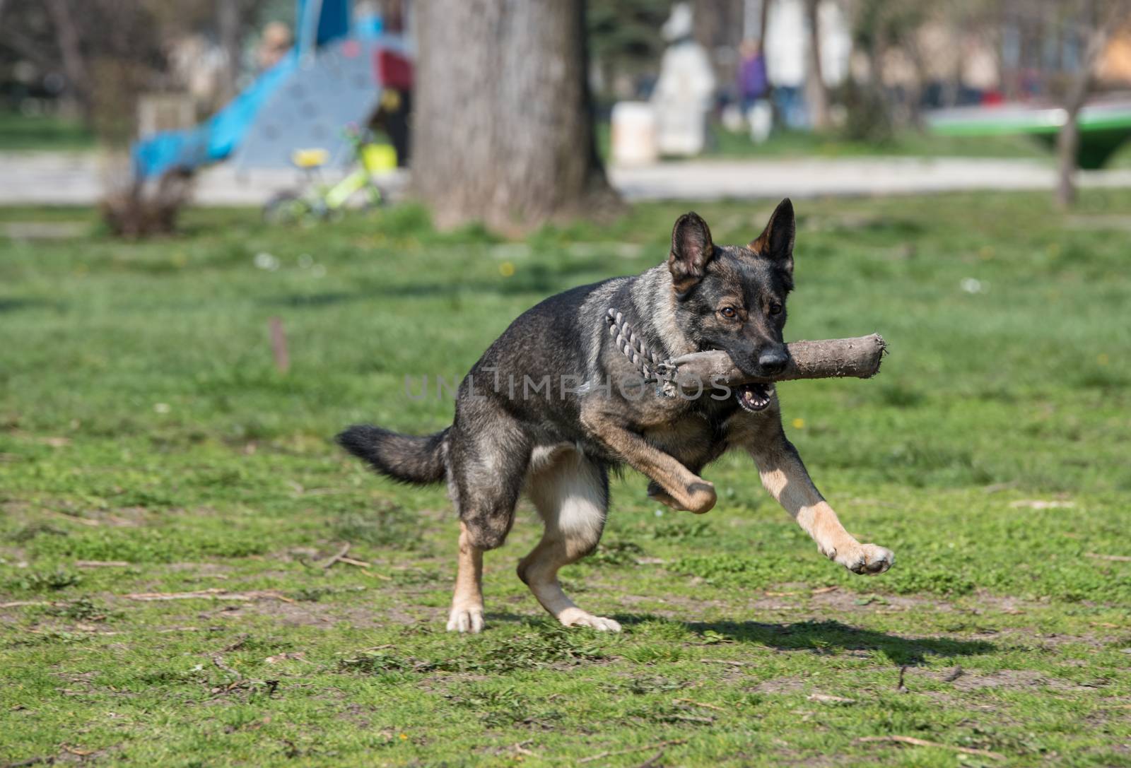 German Shepherd, Dog by Hiperdino