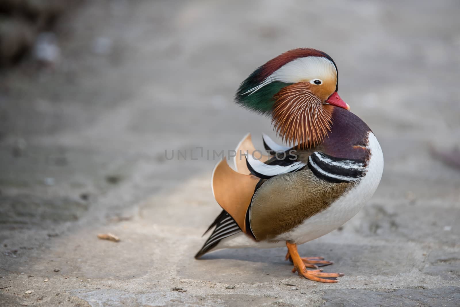 Closeup male mandarin duck on the ground 