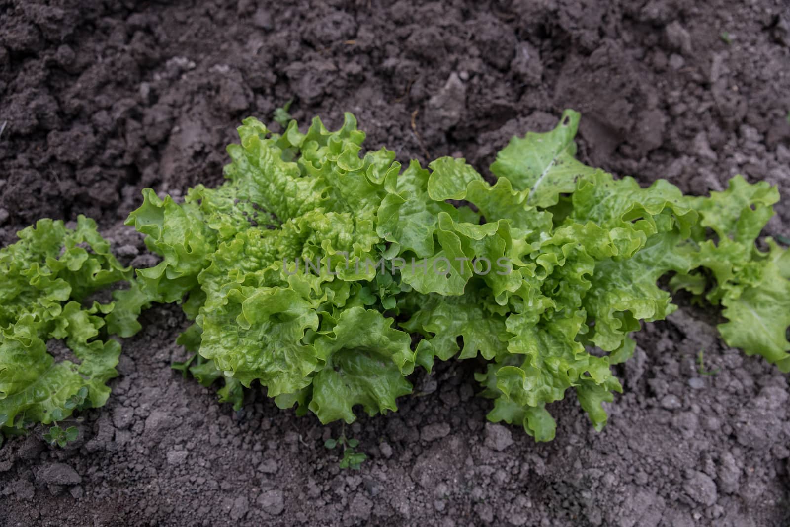 Fresh green salad on a bed.Top view