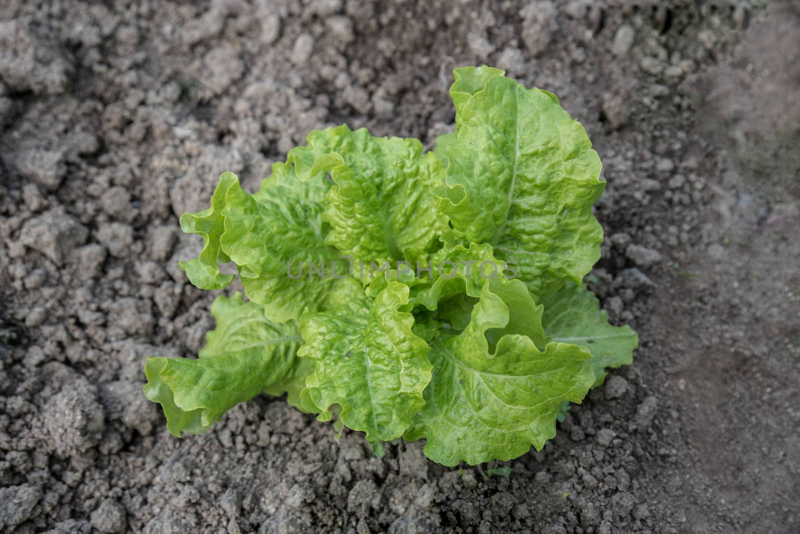 Fresh green salad on a bed.Top view