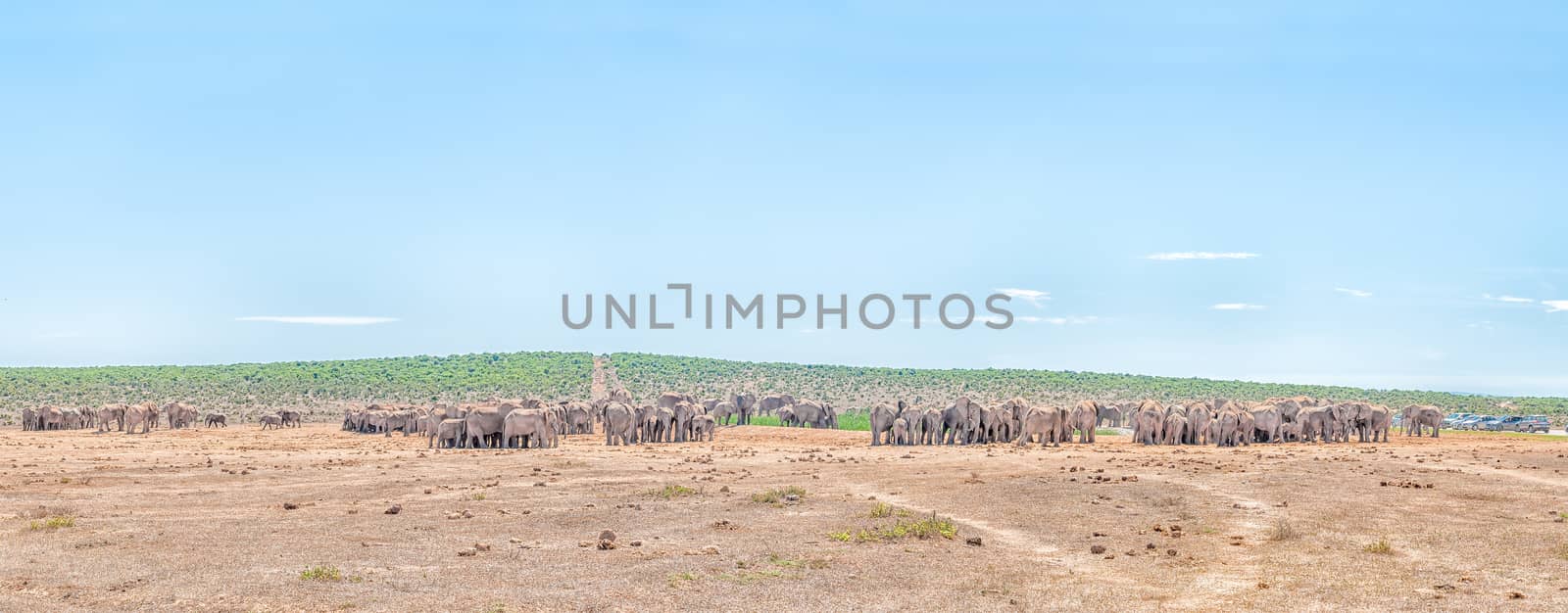 ADDO ELEPHANT NATIONAL PARK, SOUTH AFRICA - FEBRUARY 23, 2016: More than 200 elephants waiting in family groups to drink at Hapoor Dam