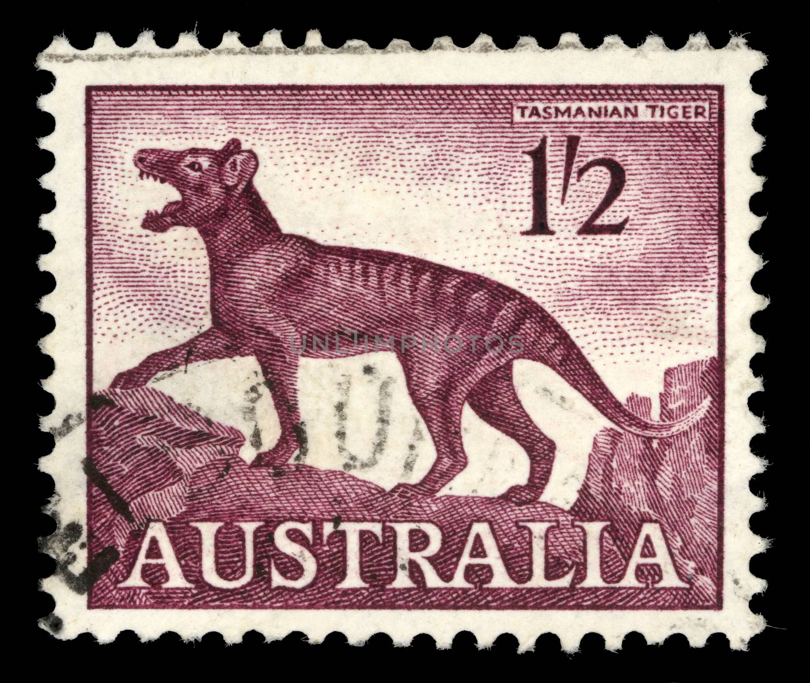 Stamp printed in Australia, shows a Tasmanian tiger (Thylacinus cynocephalus), circa 1961