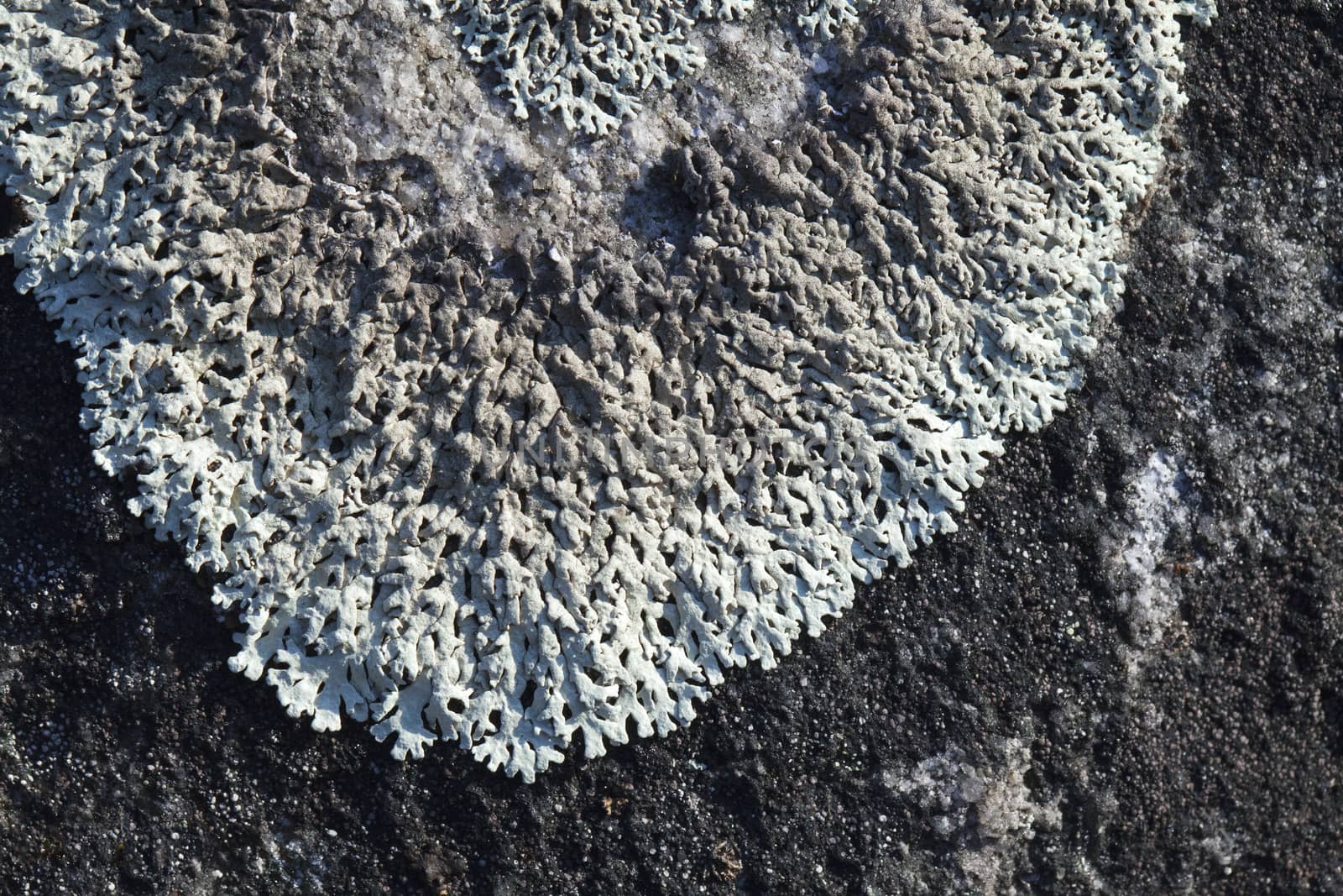 Gray lichen on a stone, macro shot