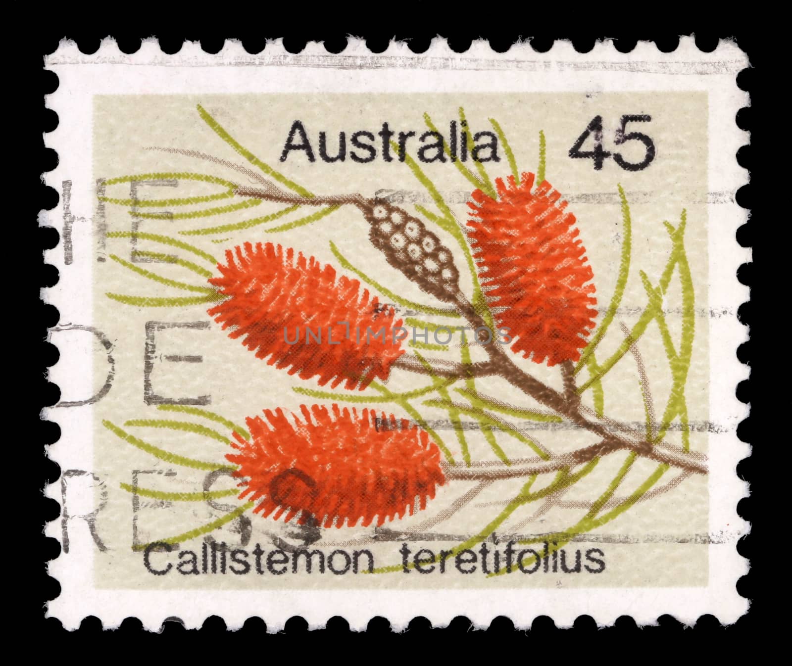 Stamp printed in Australia from the "Wild Flowers" issue shows Needle Bottlebush (Callistemon teretifolius), circa 1975.