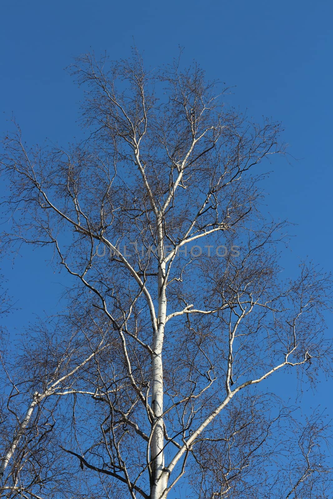 birch tree without leaves on a blue background