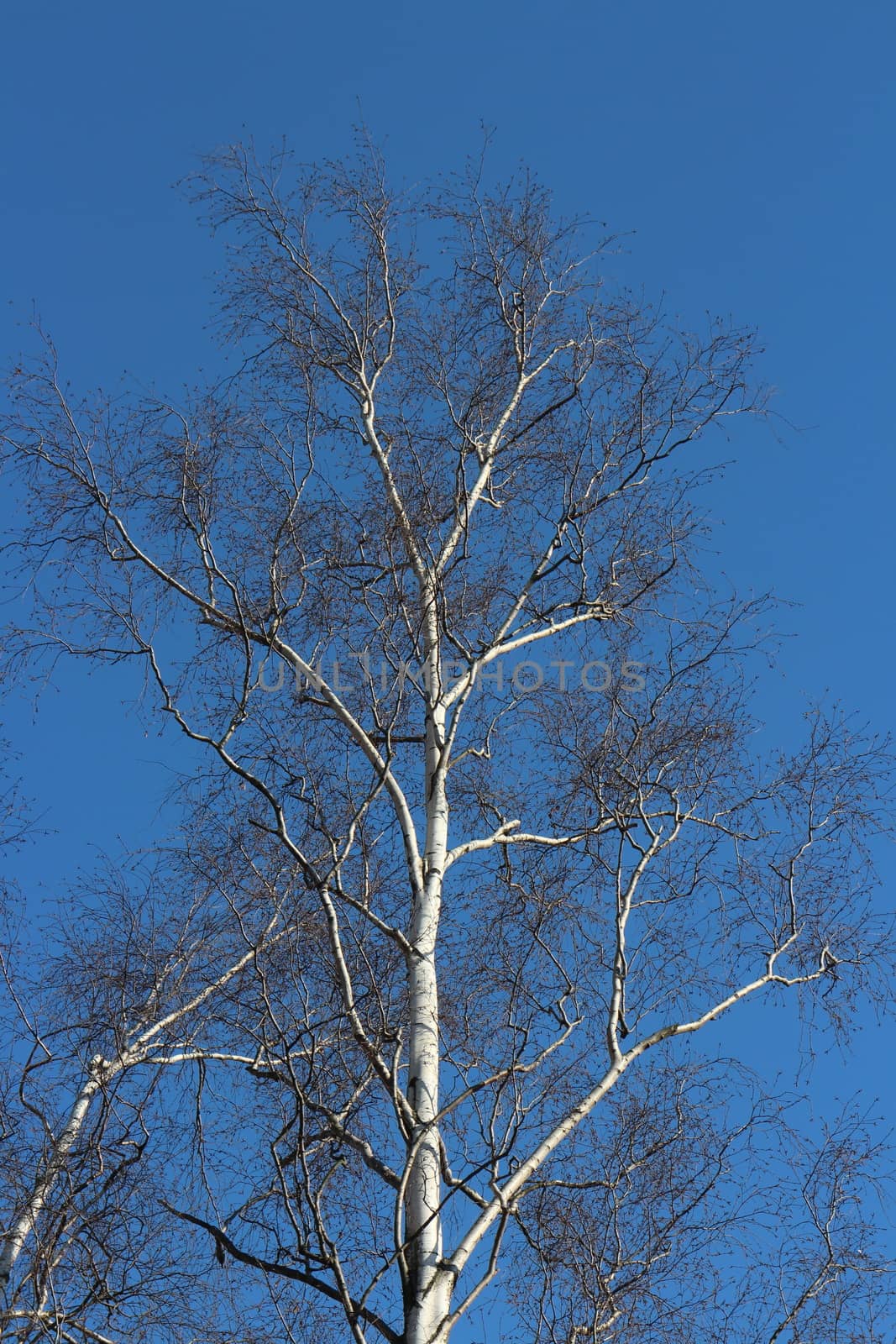 birch tree without leaves spring by mrivserg