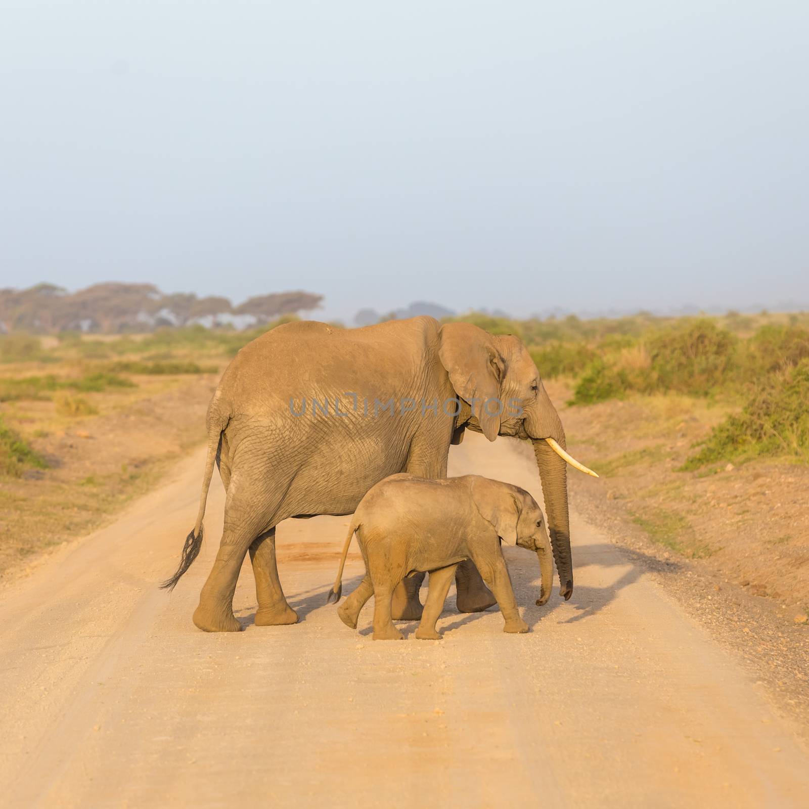 Female elephant with her calf crossing dirt road in Amboseli national park in Kenya, Africa.