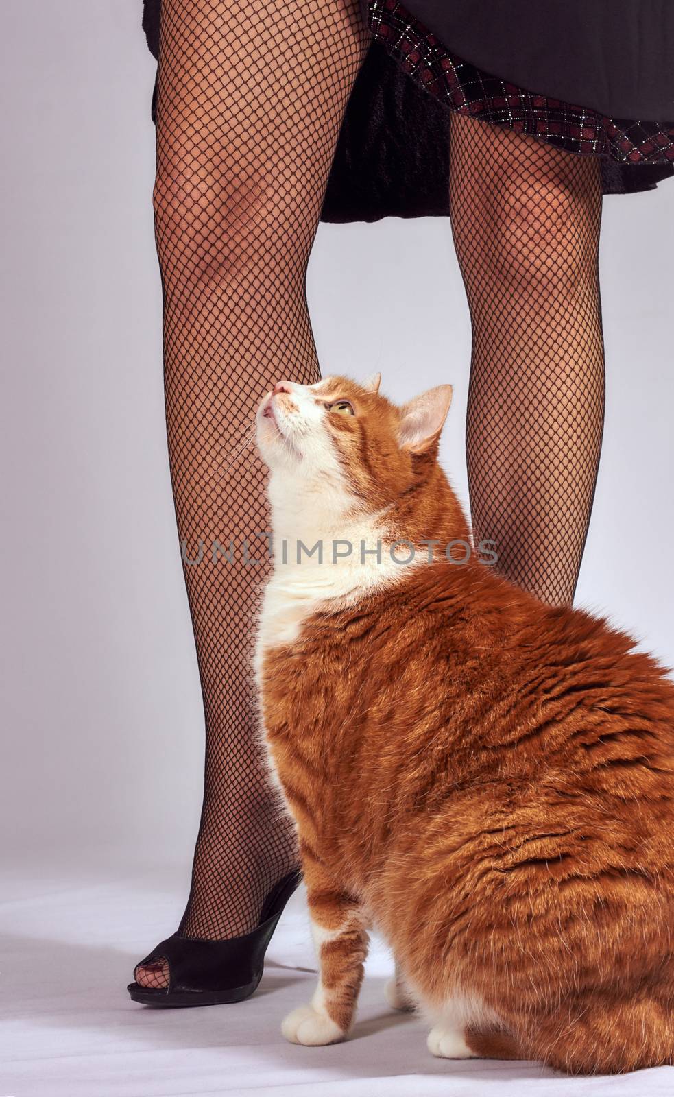 slender woman legs and ginger cat
