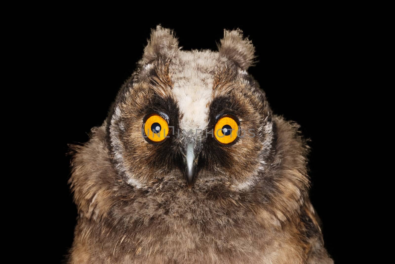 Young long eared owl with surprised look on her face isolated on black background.