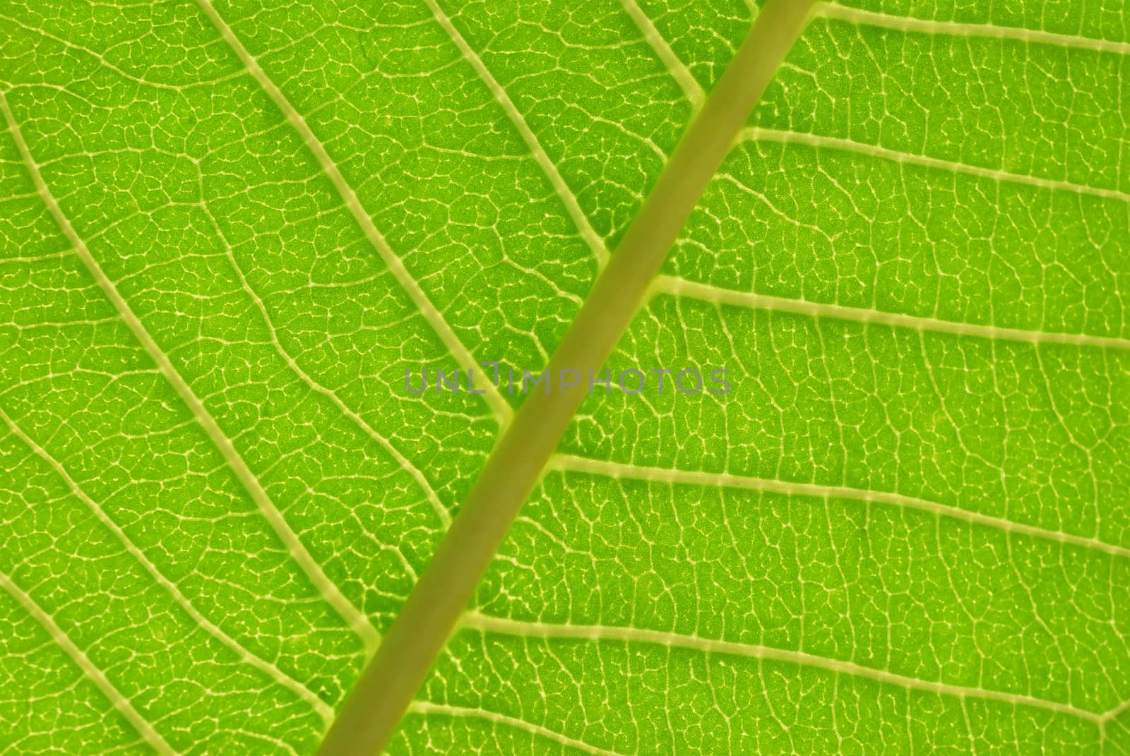 Close up photo of a backlit leaf showing nerves