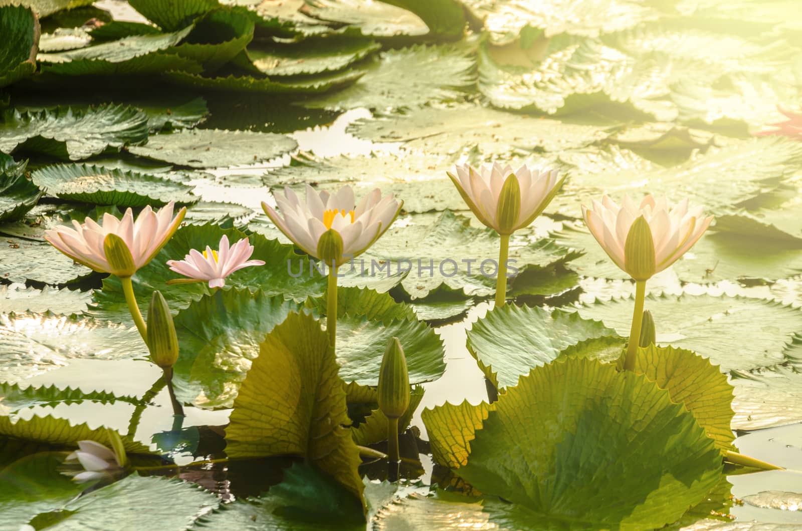 beautiful lotus flower in blooming at sunset