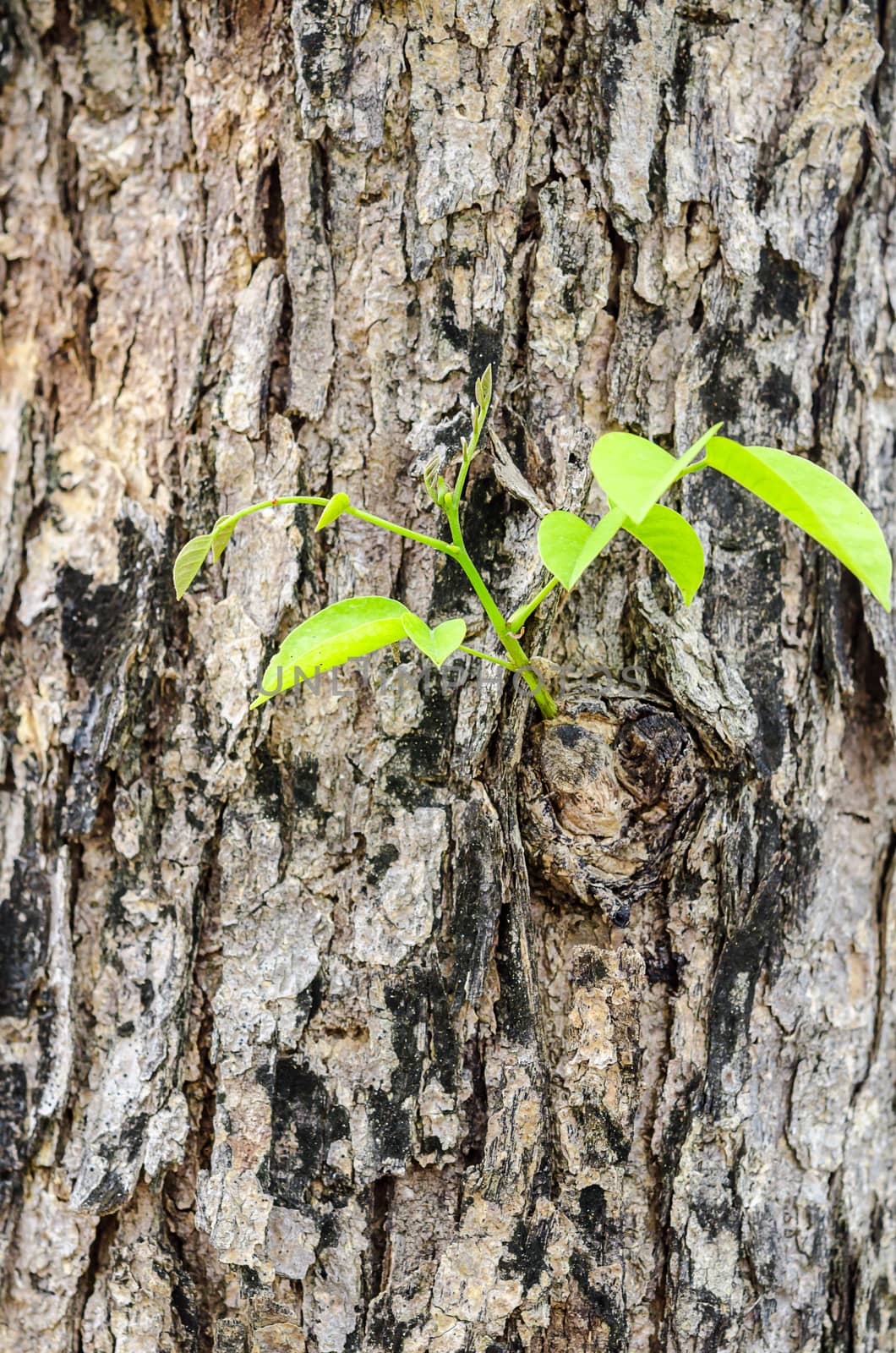 New young leaves sprouting on old tree. by Gamjai