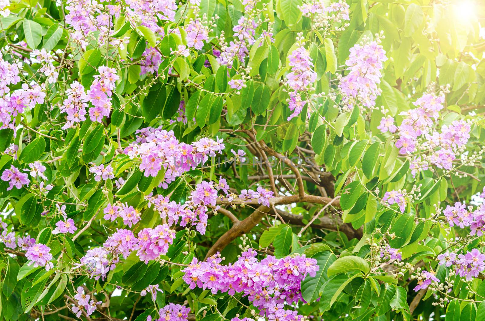 Beautiful flower soft focus of Cananga odorata flowers, Thai Flower Tabak
