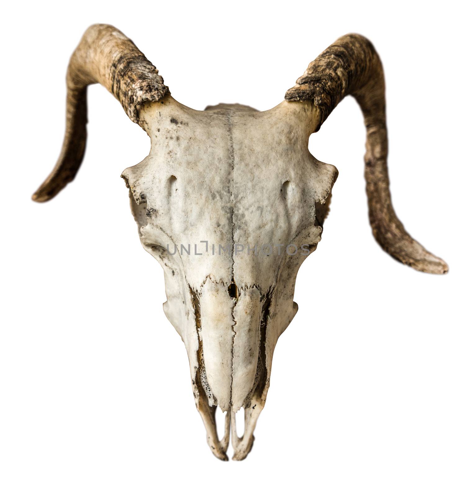Isolated Sheep Skull by mrdoomits