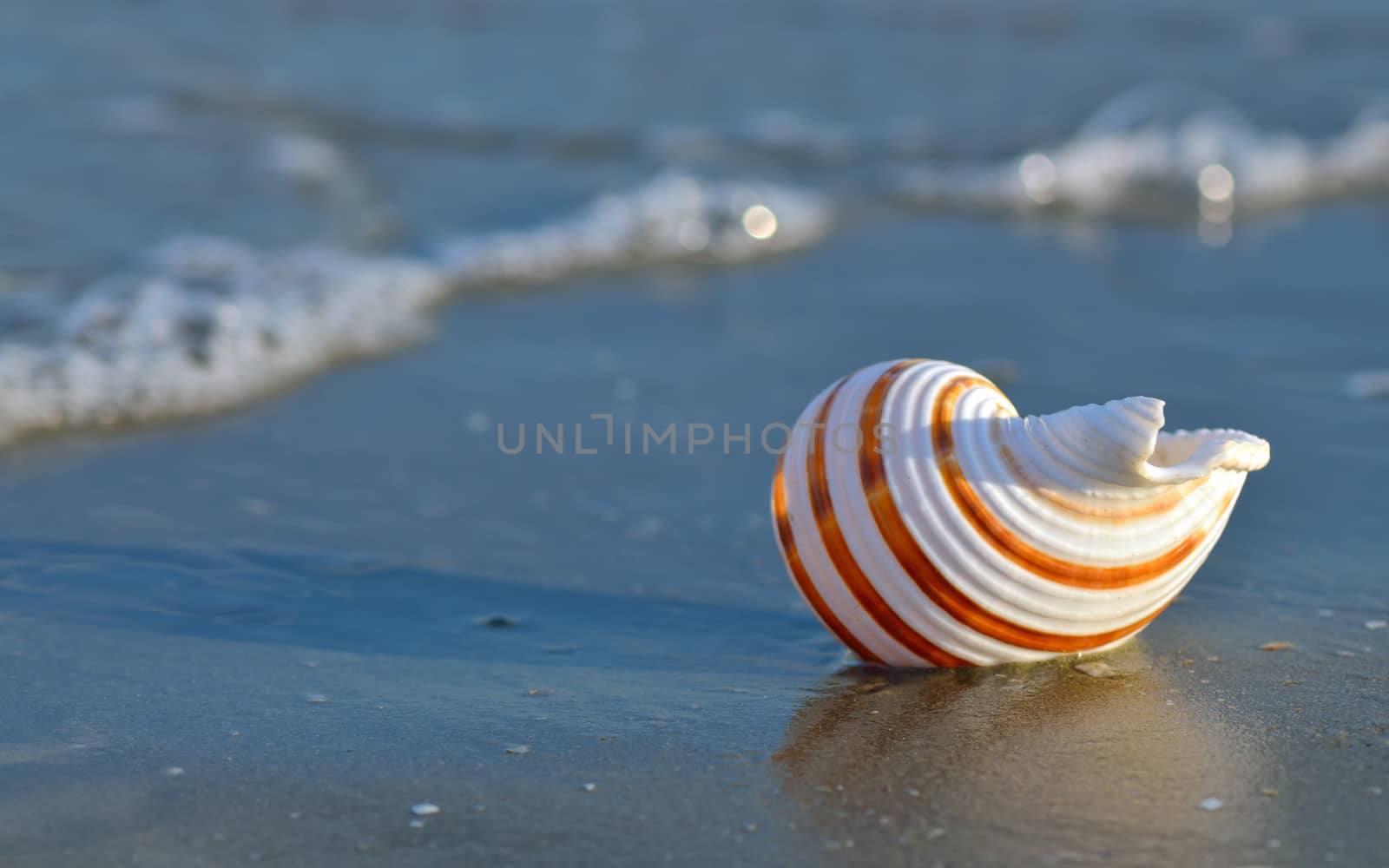 Macro shell on tropical beach