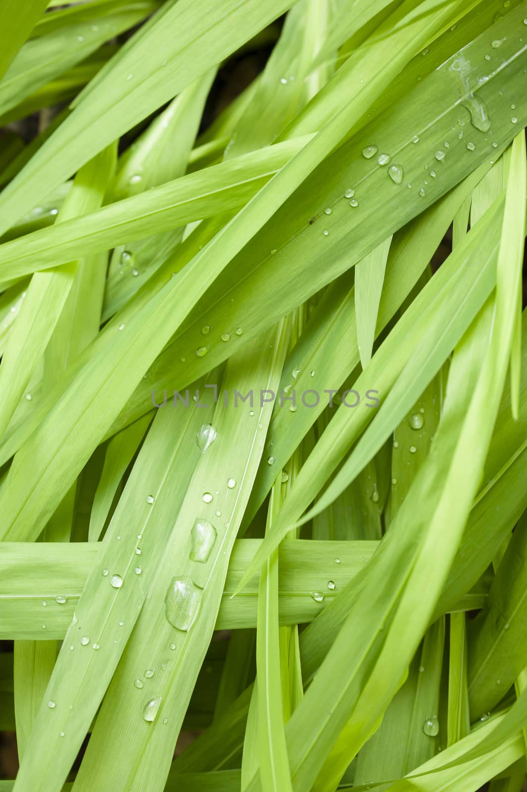 Close up of blades of green grass with water drops