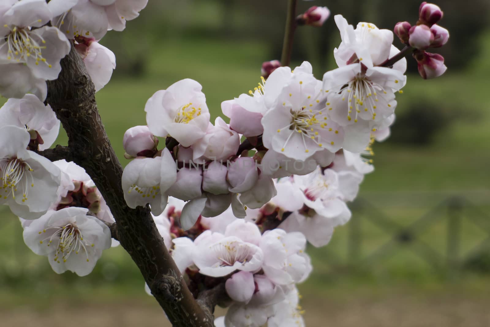 Ornamental cherry blossom in full bloom in Spring