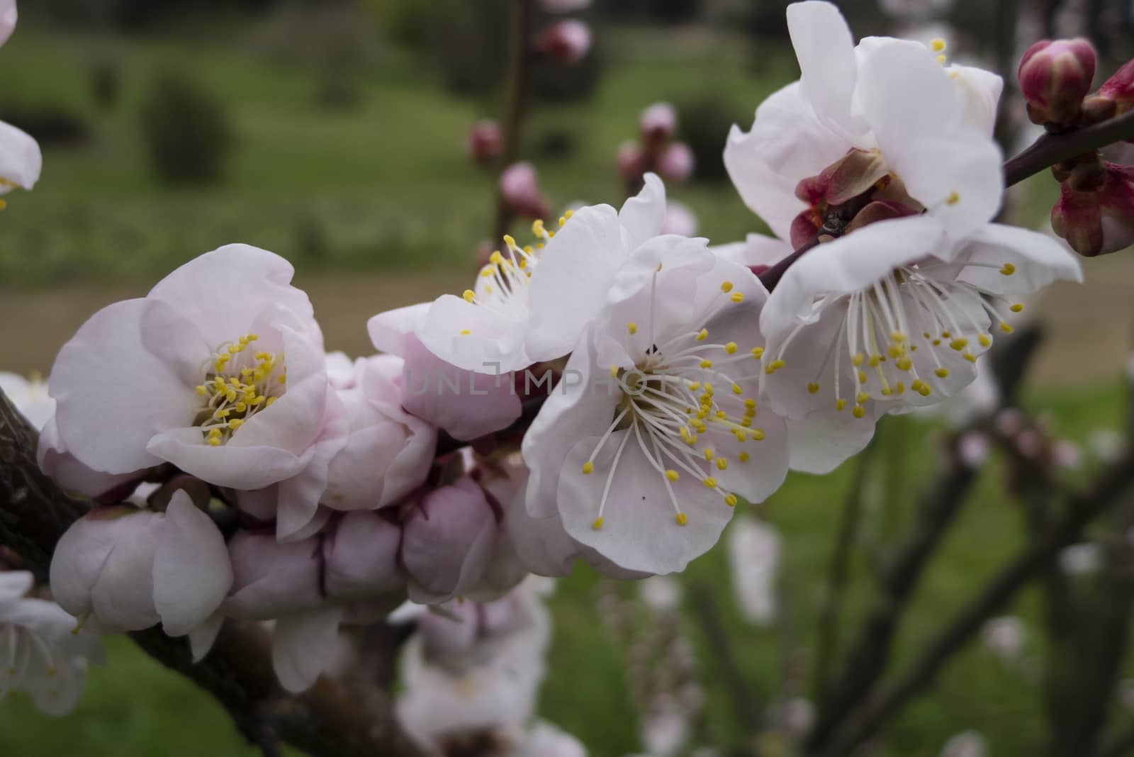 Ornamental cherry blossom in full bloom in Spring