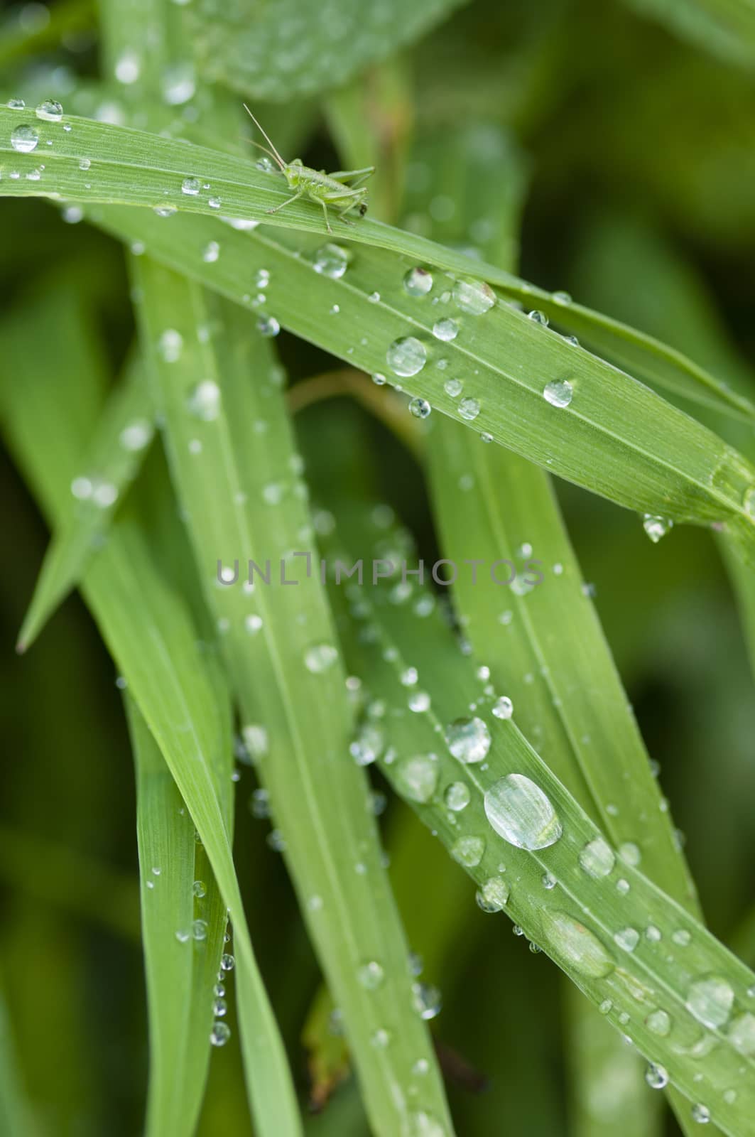 Close up of blades of green grass with water drops