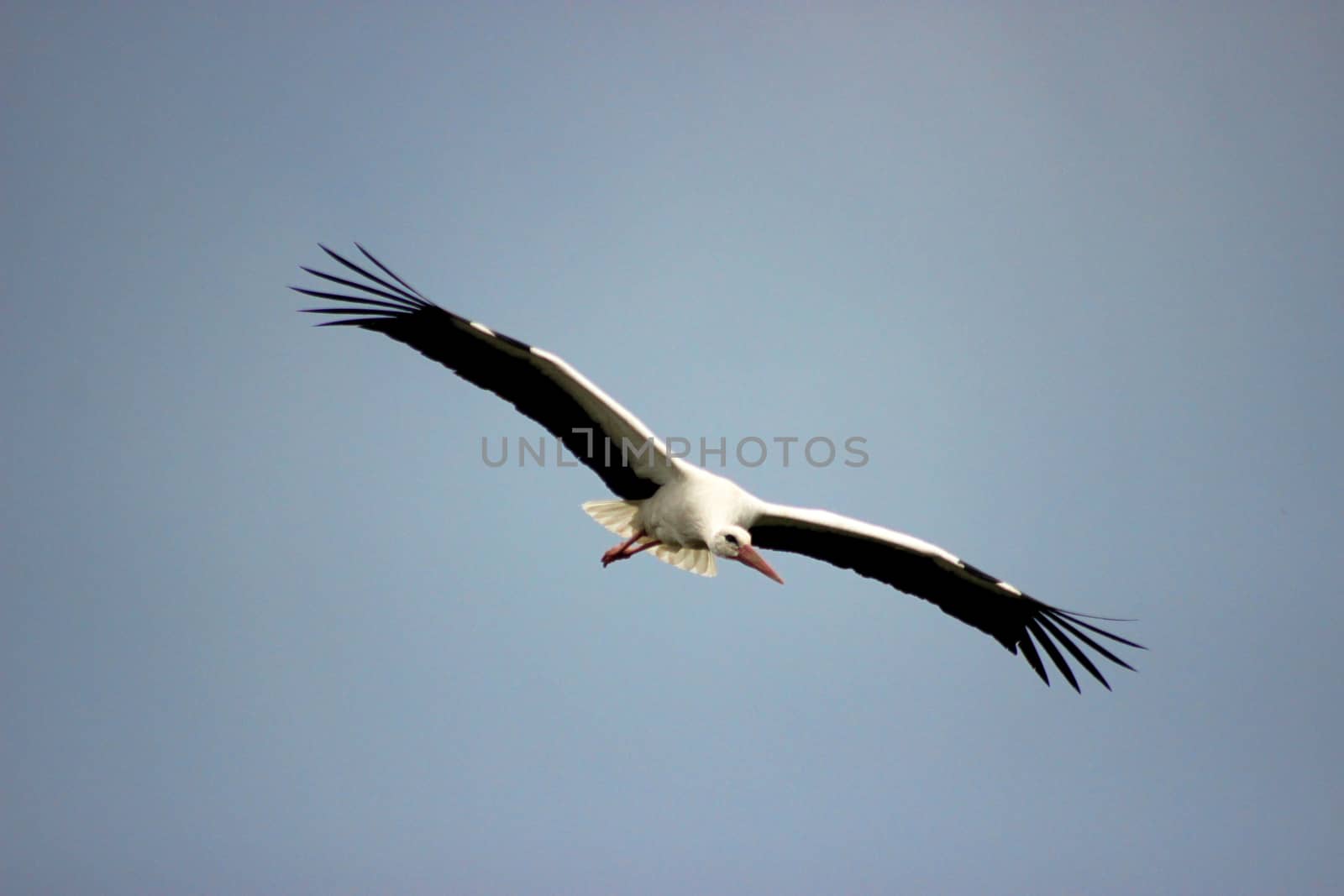 White Stork Flying by bensib