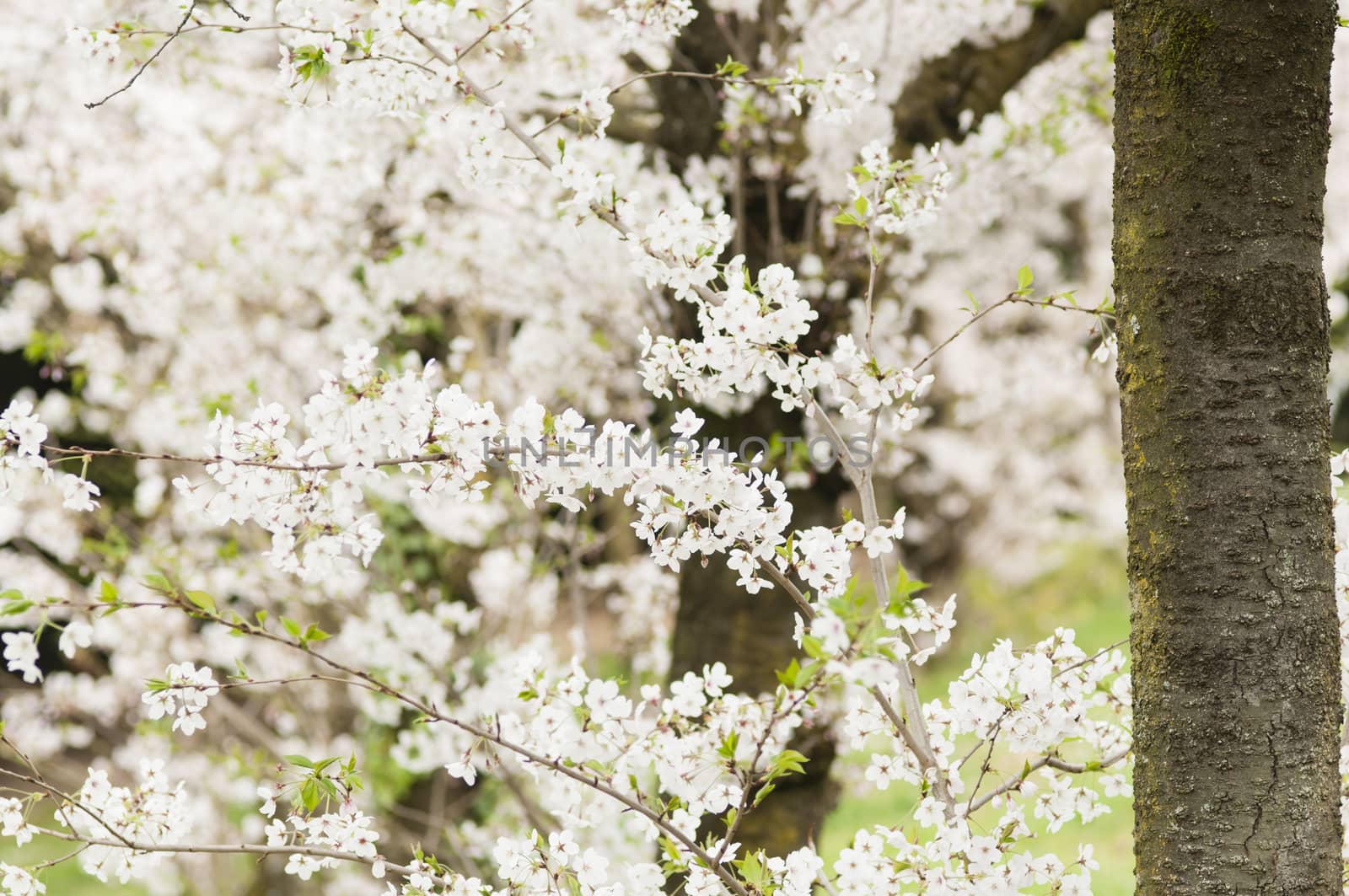 Ornamental cherry blossom in full bloom in Spring