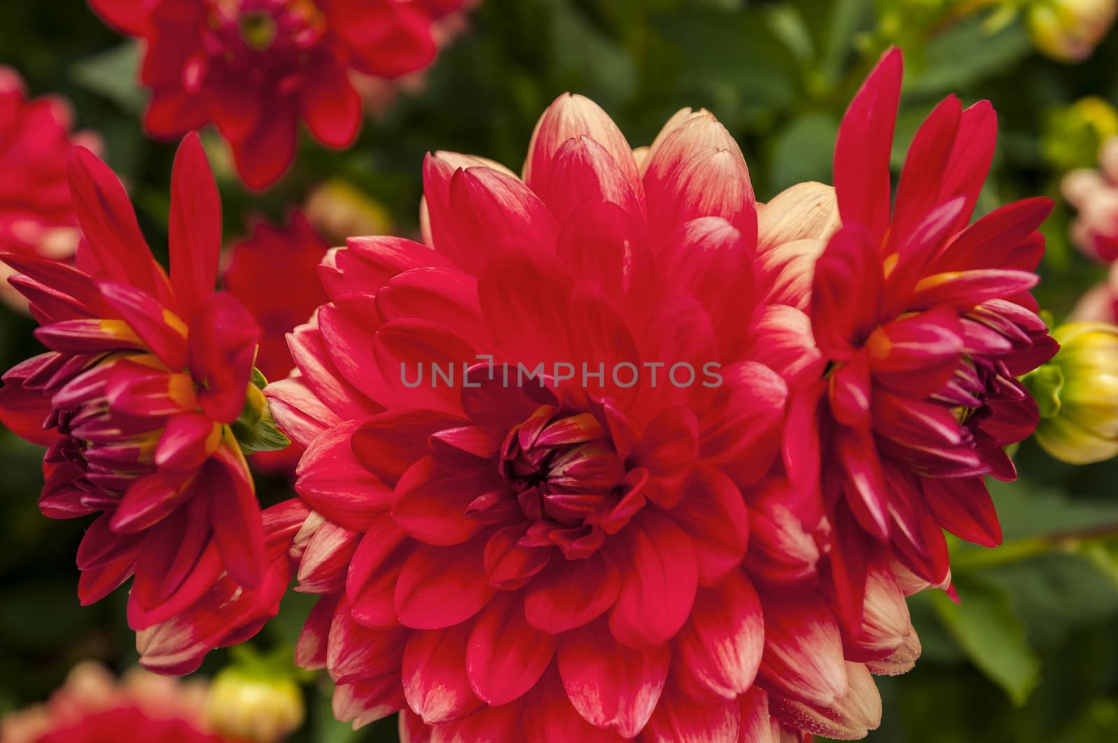 red flower close up by edella