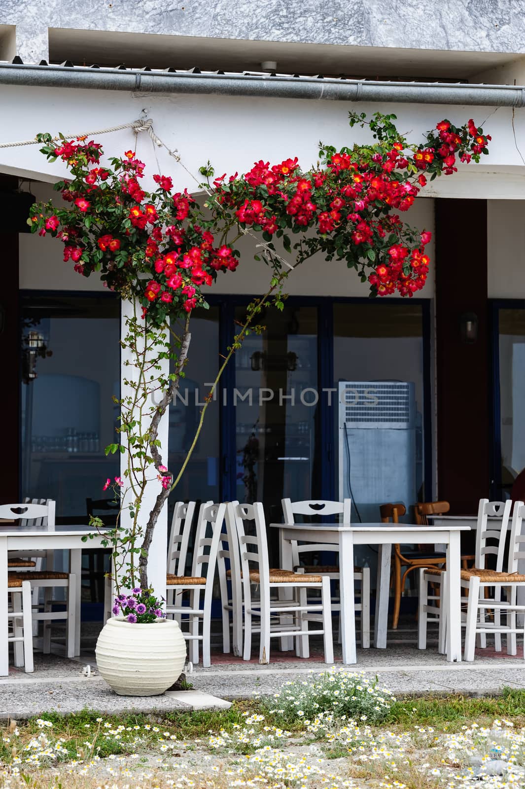 Empty mediterranean outdoor cafe with rosebush on the wall