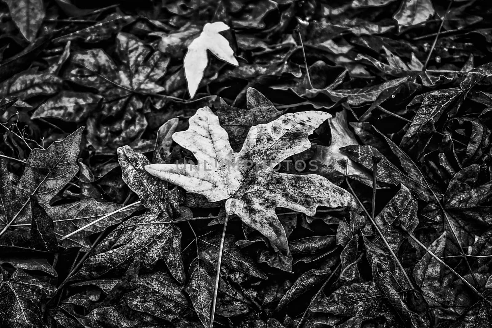 maple leaves on the ground in black and white