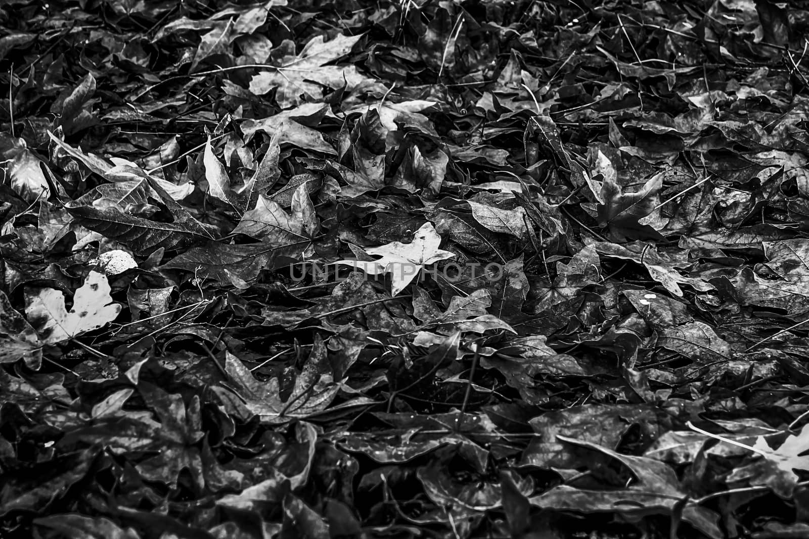 maple leaves on the ground in autumn season in black and white by Timmi