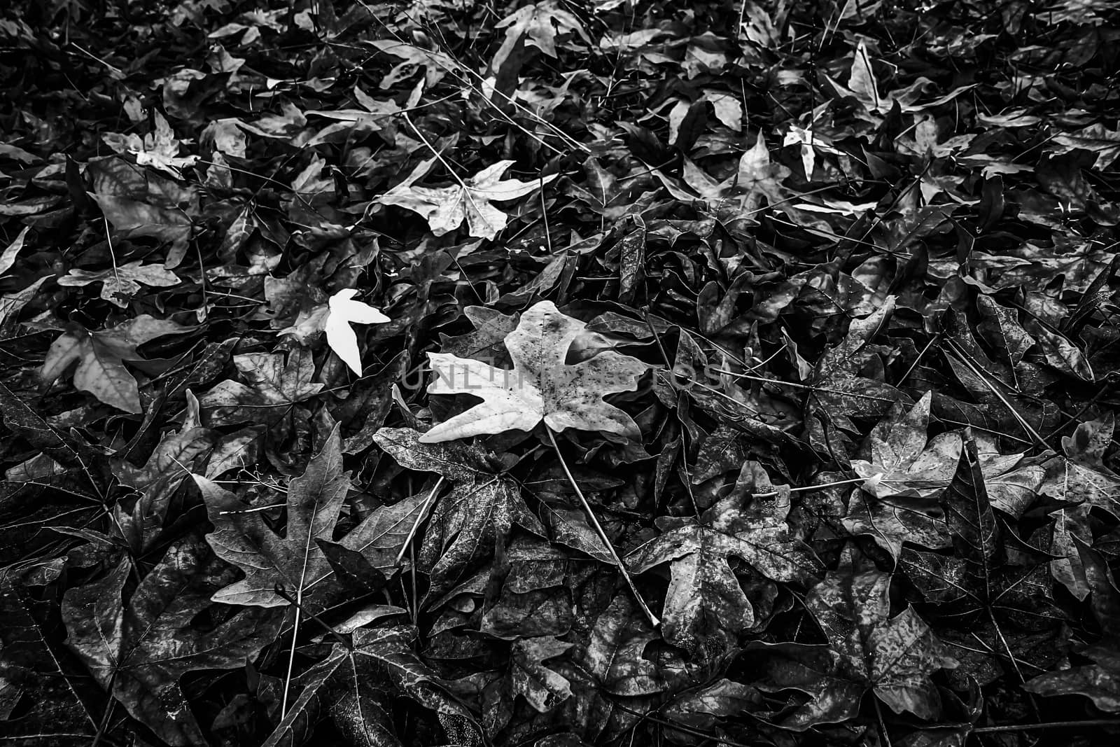 maple leaves on the ground in autumn in black and white