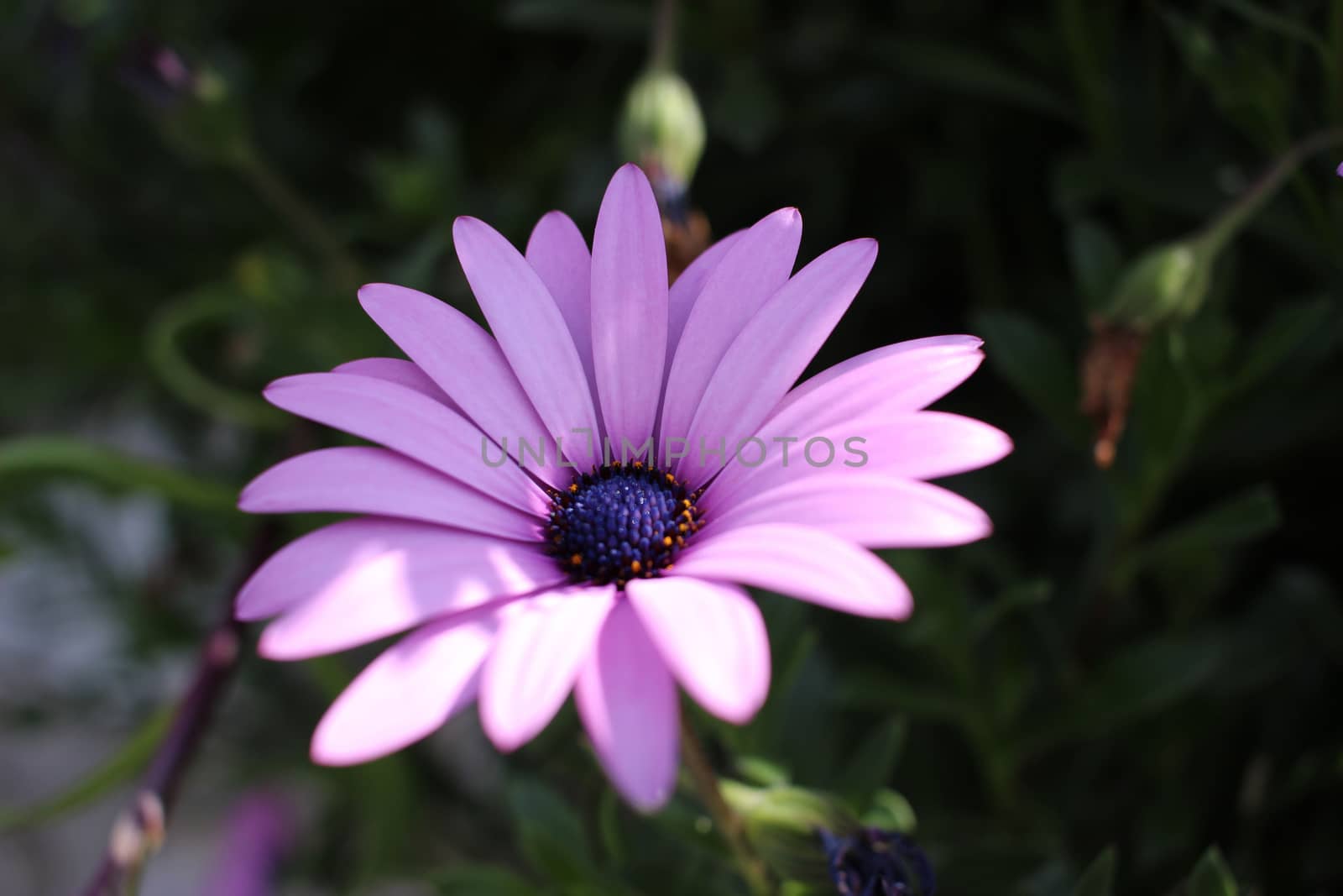 Osteospermum Purple Flower Macro (Close-up)
