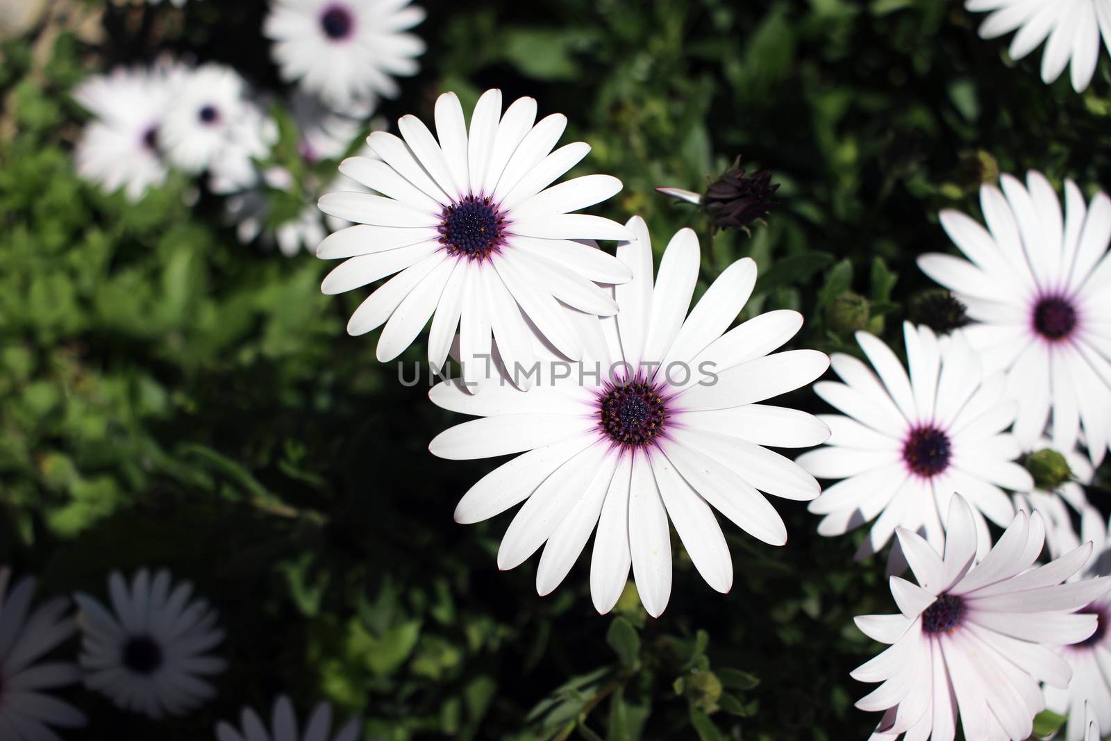 Osteospermum White Flower Macro (Close-up)