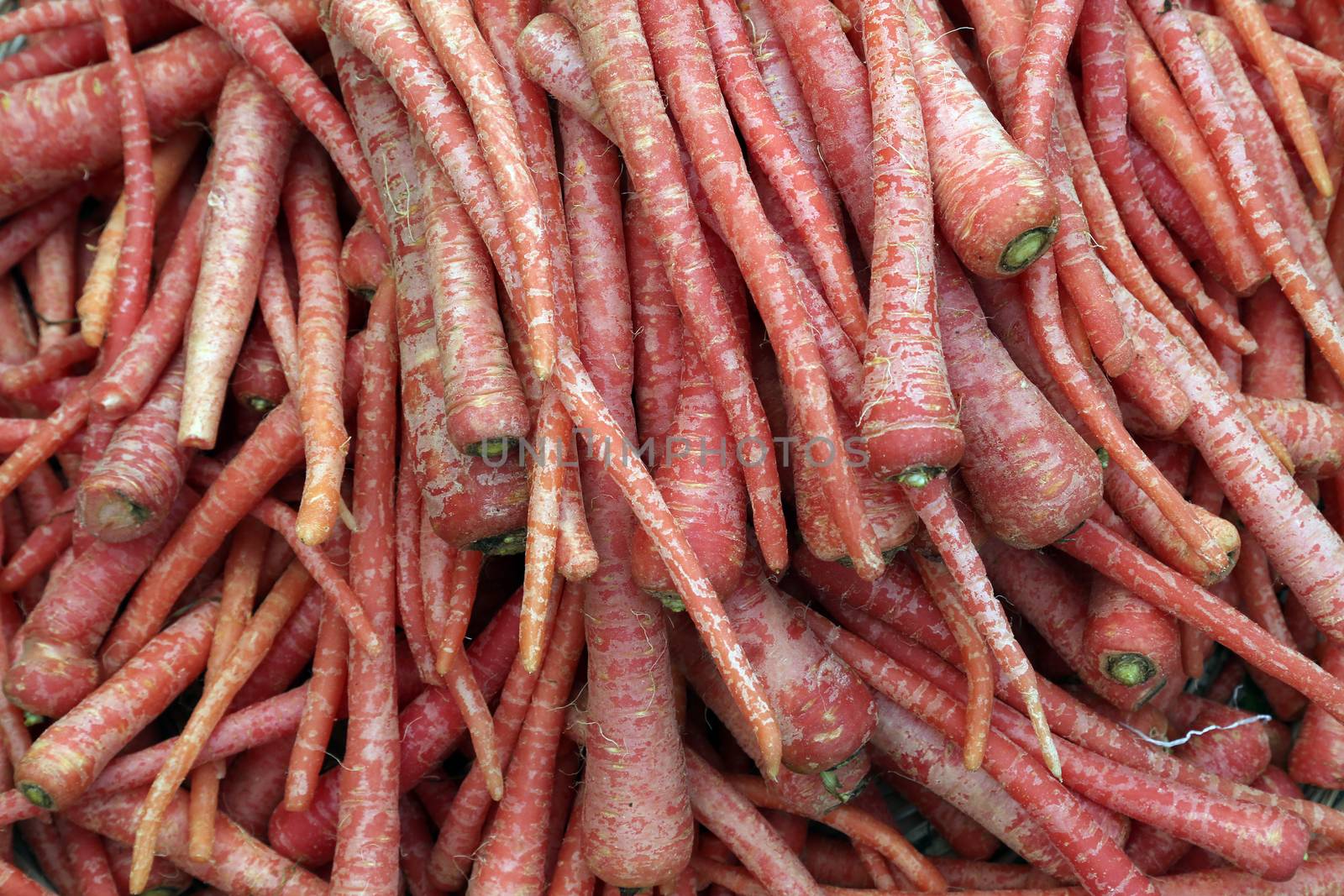 Red carrots