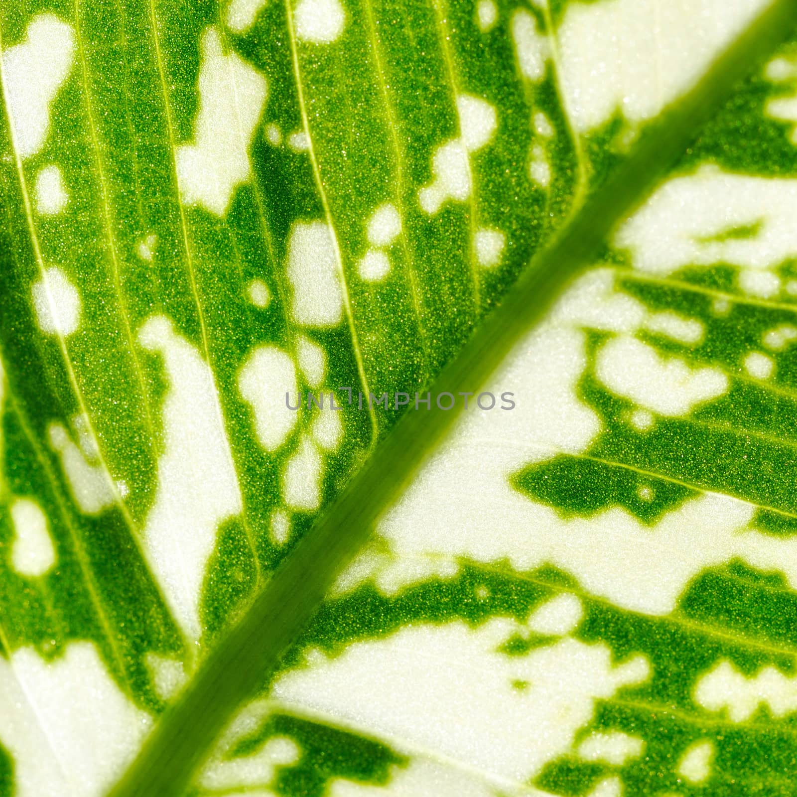 Abstract background. Leaf of dieffenbachia seguine close up.