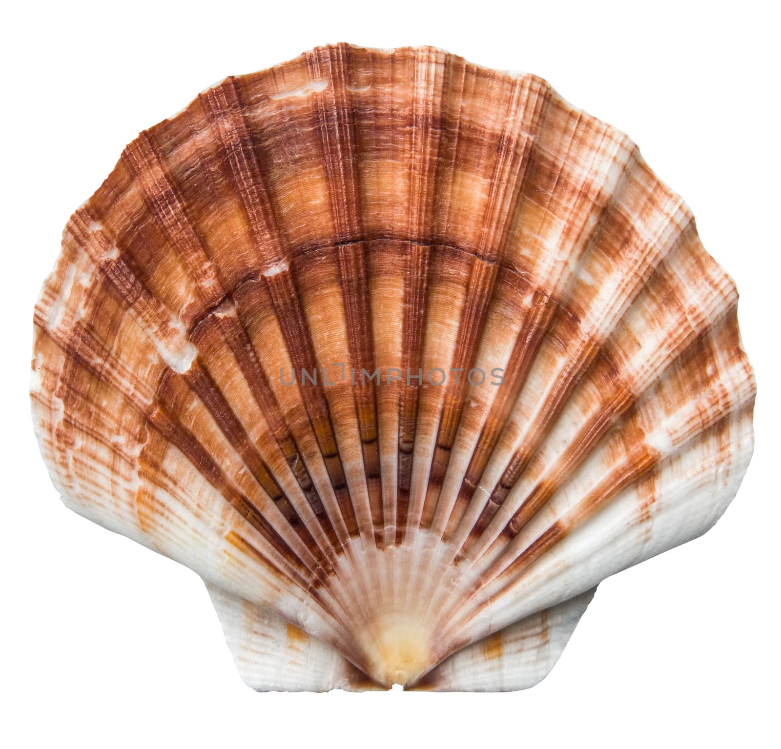 Isolated Brown Scallops Shell by mrdoomits