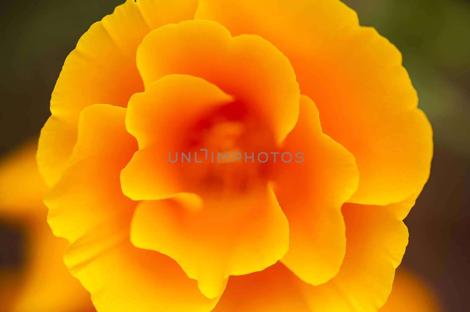 Eschscholzia californica, yellow and orange poppy wild flowers, official state flower of California.