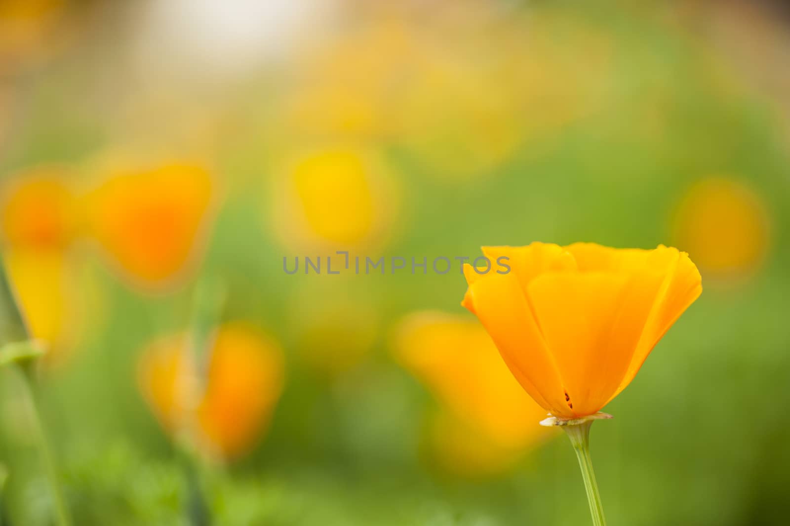 Eschscholzia californica, yellow and orange poppy wild flowers, official state flower of California.